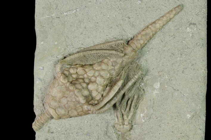 Two Fossil Crinoids (Parisocrinus & Macrocrinus) - Indiana #150441